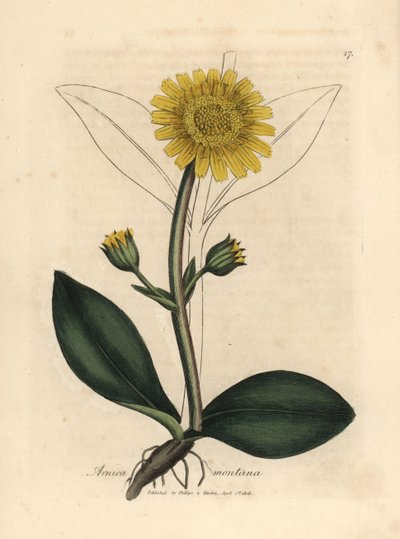 Yellow Flowered Mountain Arnica by James Sowerby
