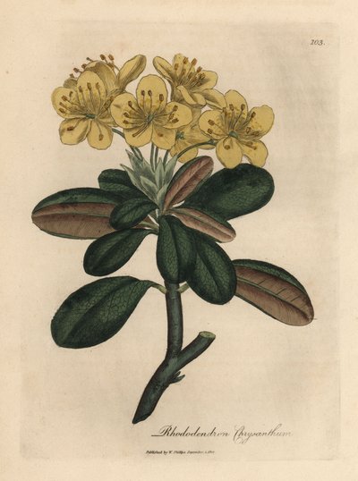 Yellow flowered rhododendron, Rhododendron chrysanthemum by James Sowerby