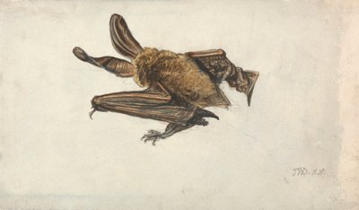 A Brown Long-Eared Bat (Plecotus auritus) by James Ward