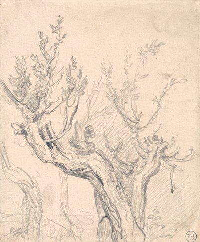 A Gnarled Tree by James Ward