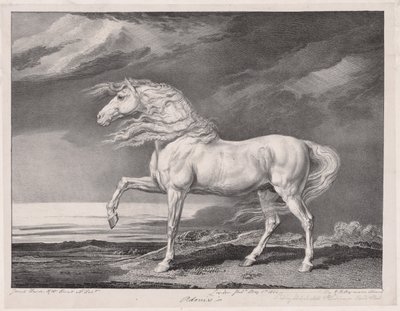 Fourteen Celebrated Horses: Adonis by James Ward