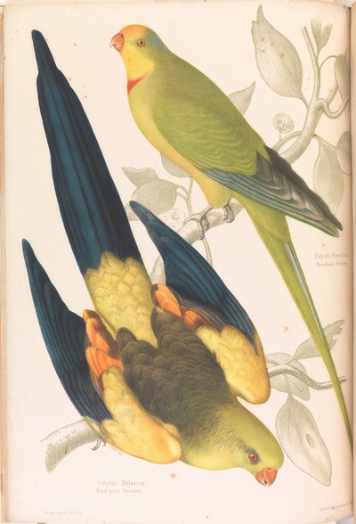 Black-tailed and Green-cheeked Parakeet by James Whitley Sayer