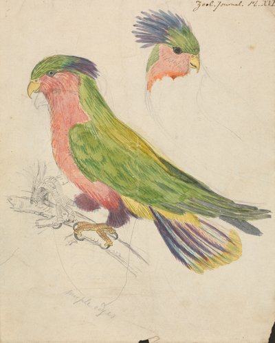 A Cockatoo by James de Carle Sowerby