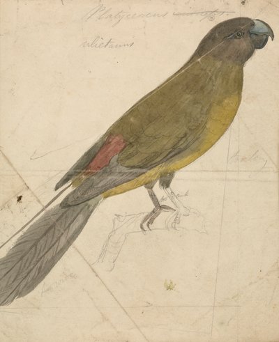 A Parrot by James de Carle Sowerby