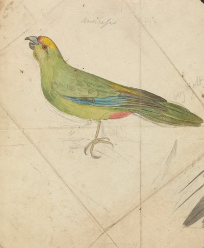 A Parrot by James de Carle Sowerby