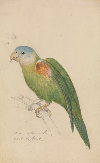 A Parrot by James de Carle Sowerby