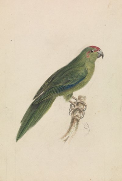 A Parrot by James de Carle Sowerby
