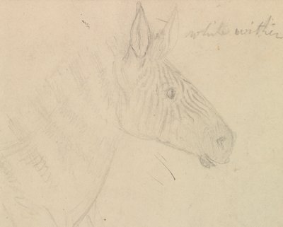 Zebra by James de Carle Sowerby