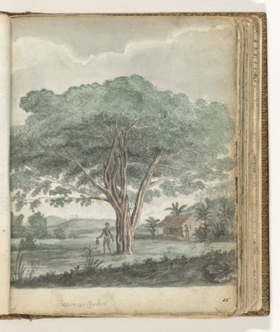 Tree in Ceylon by Jan Brandes