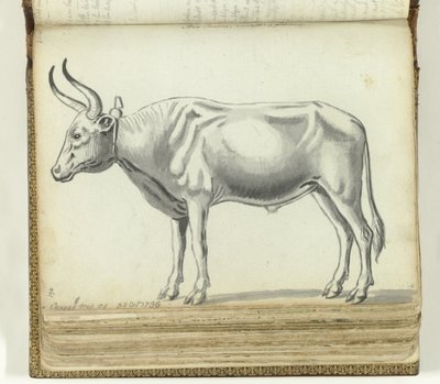 Cape Ox by Jan Brandes