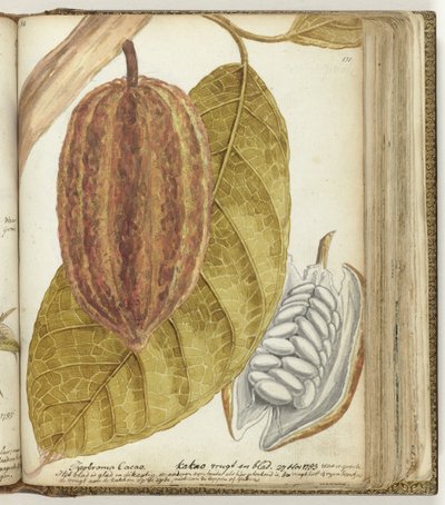 Cocoa by Jan Brandes