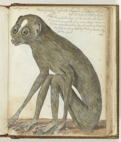 Ceylon Sloth by Jan Brandes