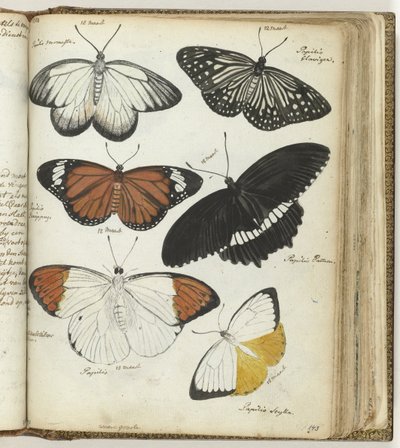 Indian Butterflies by Jan Brandes