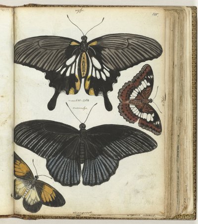 Indian Butterflies by Jan Brandes