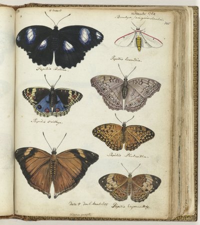 Indian Butterflies by Jan Brandes