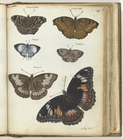Indian Butterflies by Jan Brandes