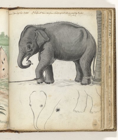 Young Elephant by Tree by Jan Brandes