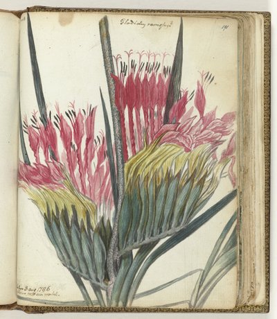 Cape Flower by Jan Brandes