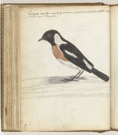 Cape Bird by Jan Brandes
