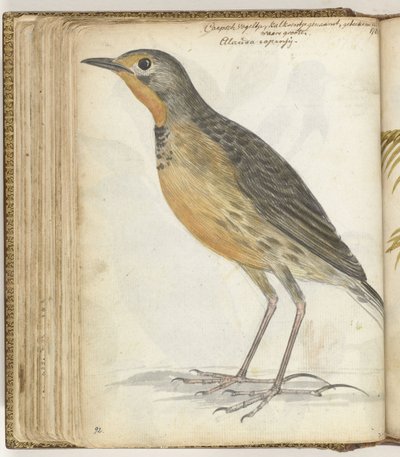 Cape Bird by Jan Brandes