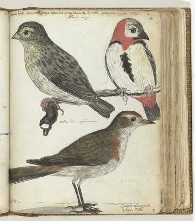 Cape Birds by Jan Brandes