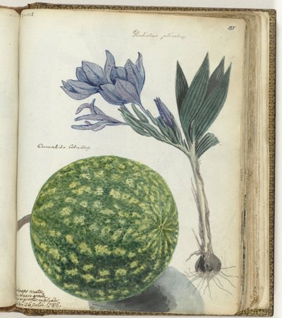 Cape Watermelon and Gladiolus by Jan Brandes