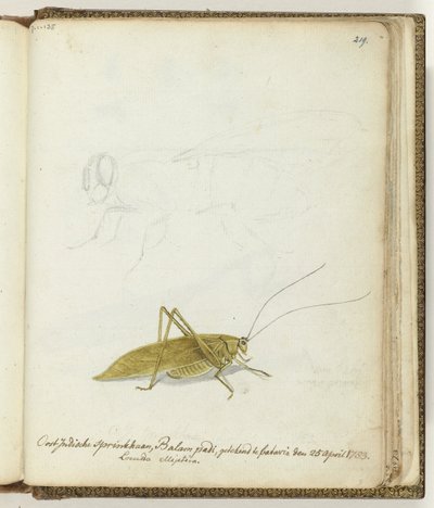 East Indian Grasshopper by Jan Brandes