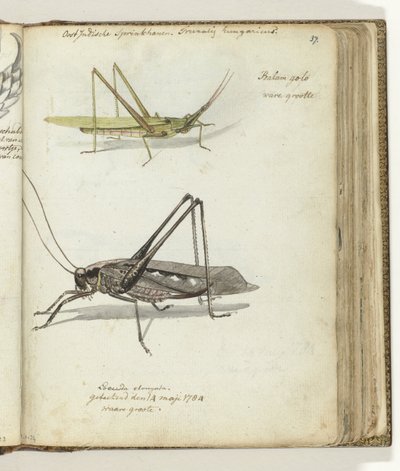 East Indian Locusts by Jan Brandes