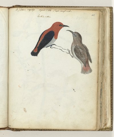 East Indian Bird by Jan Brandes