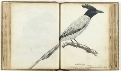 Paradise Flycatcher by Jan Brandes