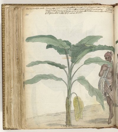 Banana Tree by Jan Brandes