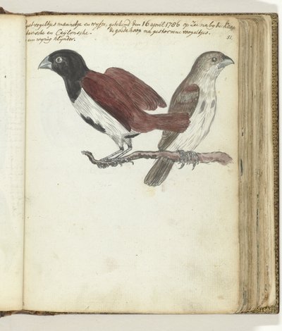 Rice Birds by Jan Brandes