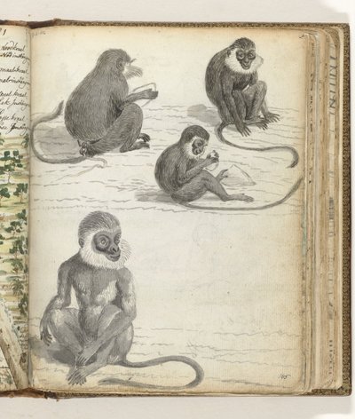 Rolleway Monkey by Jan Brandes