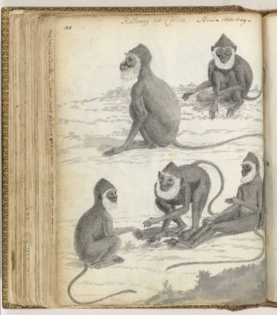 Rolleway in Ceylon by Jan Brandes
