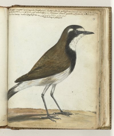 Sheep Bird or Cape Nightingale by Jan Brandes