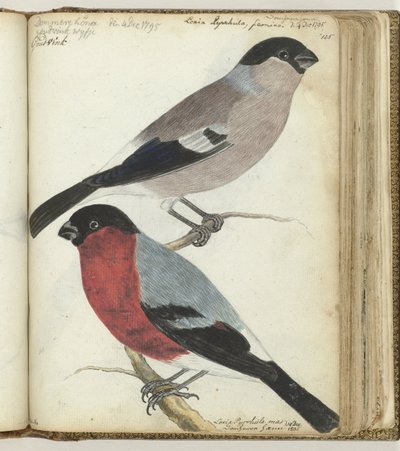 Finches by Jan Brandes