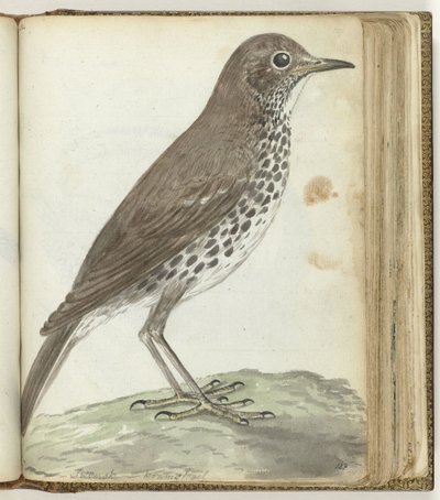 Swedish Bird by Jan Brandes