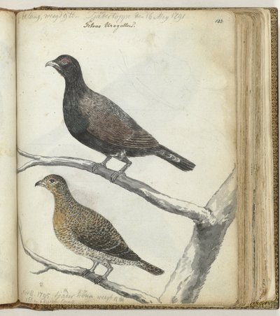 Swedish Birds by Jan Brandes