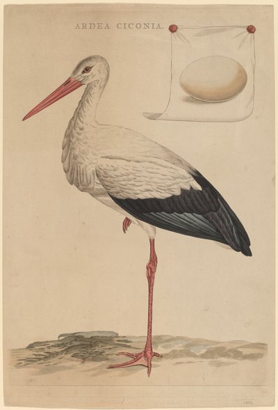 The White Stork by Jan Christiaan Sepp