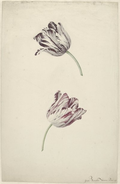 Two Red-and-White Tulips by Jan Jansz. van der Vinne