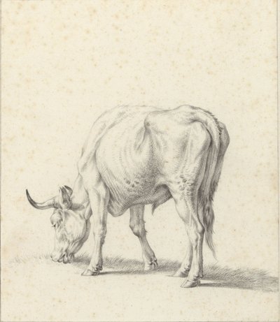 Grazing Bull by Jan Kobell (II)