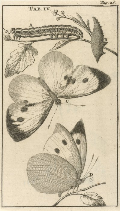 Caterpillars, Pupae, and Butterflies IV by Jan Luyken