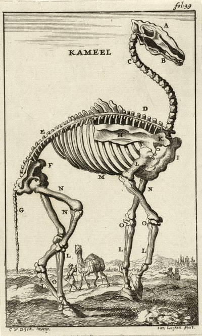 Skeleton of a Camel by Jan Luyken
