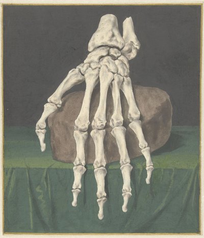 Skeleton of a Hand by Jan l