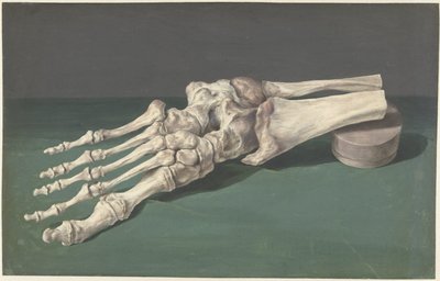 Skeleton of a Foot by Jan l