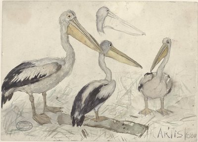 Pelicans in Artis Zoo by Jan van Essen