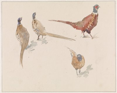 Four pheasants by Jan van Essen