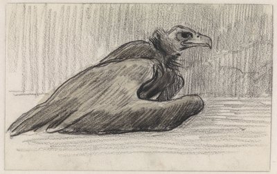 Seated Vulture, Facing Right by Jan van Essen