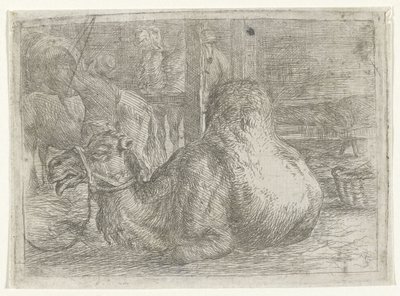 Lying Camel by Jan van Ossenbeeck
