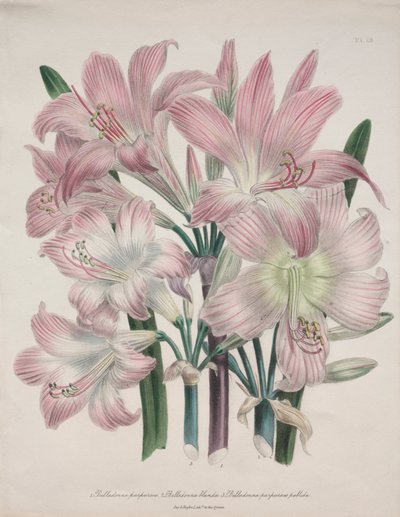 Belladonna Lily: Amaryllis belladonna by Jane Loudon
